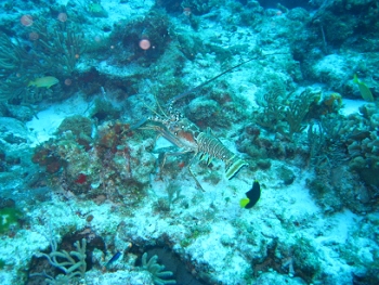 Diving in Cozumel